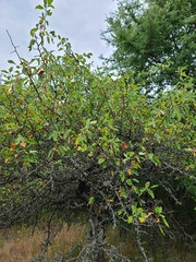 Malus ioensis