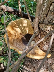 Cerioporus squamosus