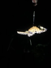 Mischocyttarus weyrauchi