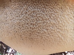 Cerioporus squamosus