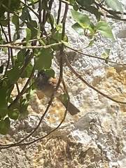 Emberiza sahari