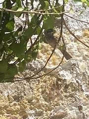 Emberiza sahari
