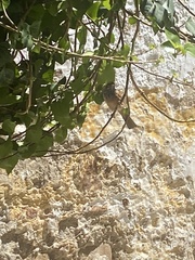 Emberiza sahari
