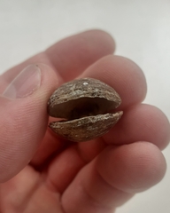 Brachiopoda