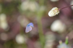 Hemiargus hanno