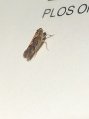 Metacephalus