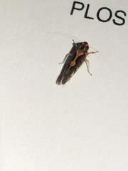 Metacephalus