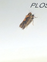 Metacephalus