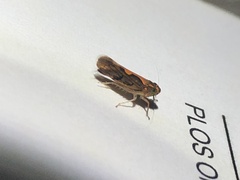 Metacephalus