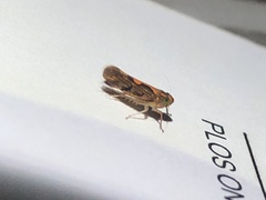 Metacephalus