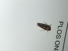 Metacephalus