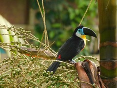Ramphastos vitellinus vitellinus