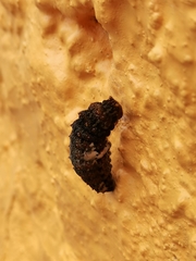 Heraclides rogeri pharnaces