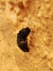 Heraclides rogeri pharnaces