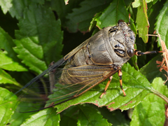 Cryptotympana atrata