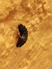 Heraclides rogeri pharnaces