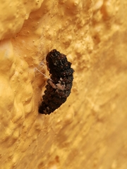 Heraclides rogeri pharnaces