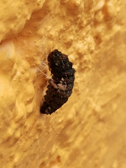 Heraclides rogeri pharnaces