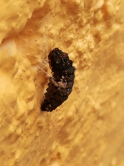 Heraclides rogeri pharnaces