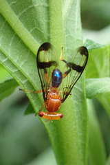 Richardia lichtwardti