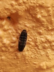 Heraclides rogeri pharnaces