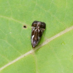 Dichomeris ochripalpella