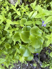 Parnassia fimbriata