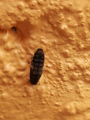 Heraclides rogeri pharnaces