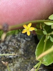 Hypericum graveolens