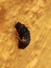 Heraclides rogeri pharnaces
