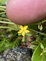 Hypericum graveolens