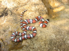 Lampropeltis gentilis