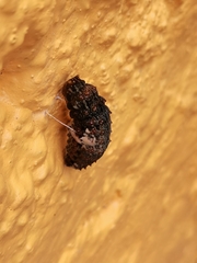 Heraclides rogeri pharnaces