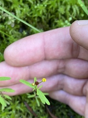 Hypericum graveolens