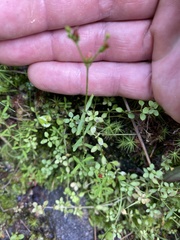 Hypericum graveolens