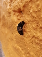 Heraclides rogeri pharnaces