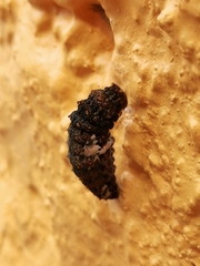 Heraclides rogeri pharnaces