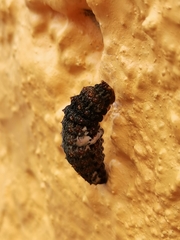Heraclides rogeri pharnaces