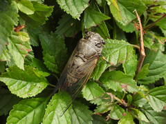 Cryptotympana atrata