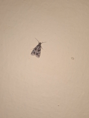 Lepidoptera