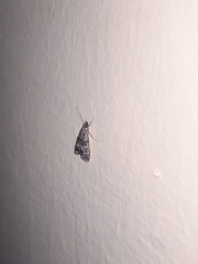 Lepidoptera
