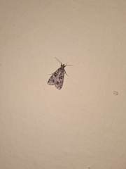 Lepidoptera