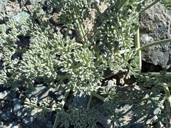 Lomatium cuspidatum