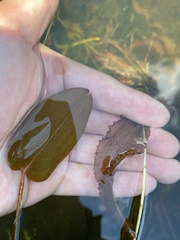 Potamogeton pulcher