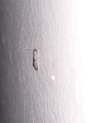 Lepidoptera