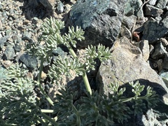 Lomatium cuspidatum