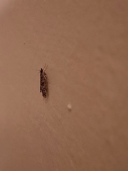 Lepidoptera