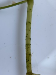 Potamogeton pulcher
