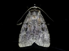 Eueretagrotis sigmoides