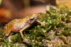 Atelopus flavescens